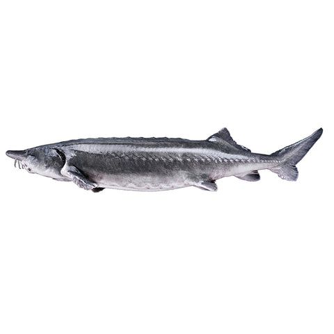 Beluga