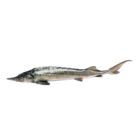 Amur Kaluga Gold