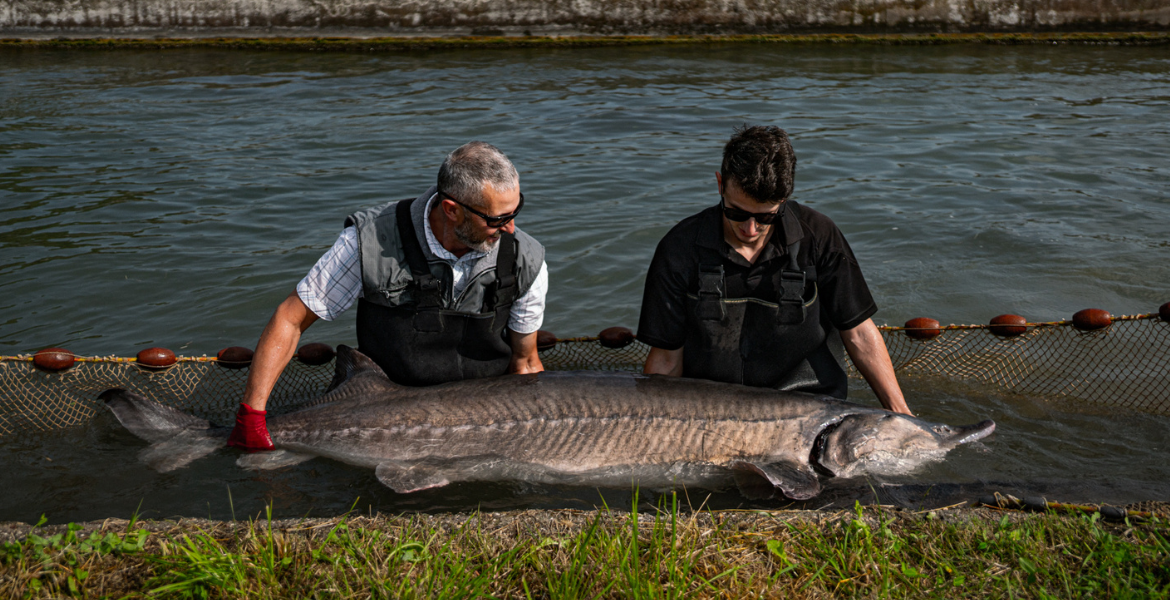 History and curiosity of the sturgeon - Gambero Rosso